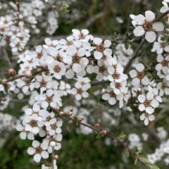 Gaudium multicaule (Teatree) at Nanima, NSW - 23 Oct 2020 by 81mv