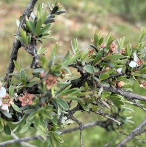Leptospermum multicaule at Nanima, NSW - 23 Oct 2020