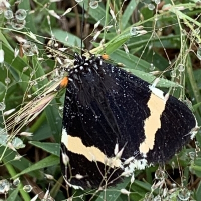 Eutrichopidia latinus (Yellow-banded Day-moth) at Nanima, NSW - 25 Oct 2020 by 81mv