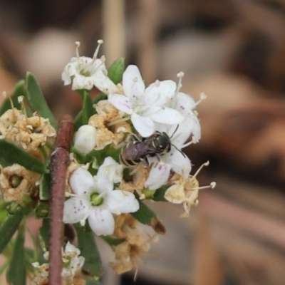 Lipotriches (Austronomia) phanerura (Halictid Bee) at Barton, ACT - 7 Jan 2020 by Tammy