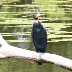 Phalacrocorax carbo (Great Cormorant) at Amaroo, ACT - 30 Oct 2020 by TrishGungahlin