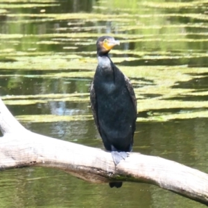 Phalacrocorax carbo at Amaroo, ACT - 30 Oct 2020 11:45 AM