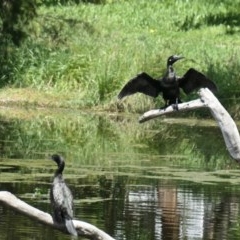 Phalacrocorax sulcirostris (Little Black Cormorant) at Amaroo, ACT - 30 Oct 2020 by TrishGungahlin