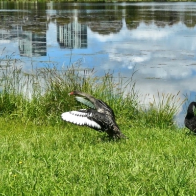 Cygnus atratus (Black Swan) at Yerrabi Pond - 30 Oct 2020 by TrishGungahlin
