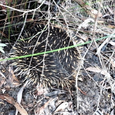 Tachyglossus aculeatus (Short-beaked Echidna) at Barren Grounds Nature Reserve - 30 Oct 2020 by plants