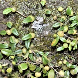 Bulbophyllum exiguum at Broughton Vale, NSW - suppressed