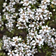 Gaudium trinerva (Paperbark Teatree) at Barren Grounds Nature Reserve - 30 Oct 2020 by plants