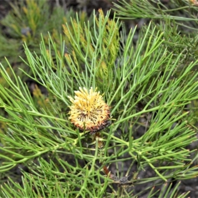 Isopogon anethifolius at Barren Grounds Nature Reserve - 30 Oct 2020 by plants