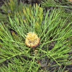 Isopogon anethifolius at Barren Grounds Nature Reserve - 30 Oct 2020 by plants