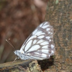 Belenois java (Caper White) at Barren Grounds Nature Reserve - 30 Oct 2020 by plants