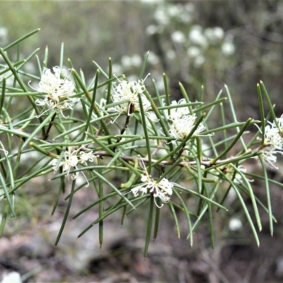 Hakea teretifolia (Dagger Hakea) at Barren Grounds Nature Reserve - 30 Oct 2020 by plants