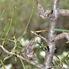 Hakea teretifolia at Broughton Vale, NSW - 31 Oct 2020 01:18 AM