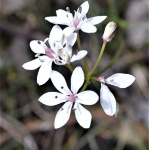 Burchardia umbellata at Broughton Vale, NSW - 31 Oct 2020 01:19 AM