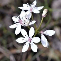 Burchardia umbellata (Milkmaids) at Broughton Vale, NSW - 30 Oct 2020 by plants