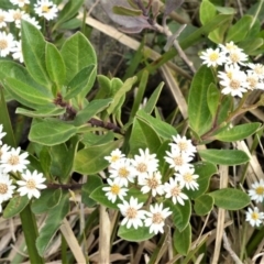 Olearia elliptica at Broughton Vale, NSW - 31 Oct 2020