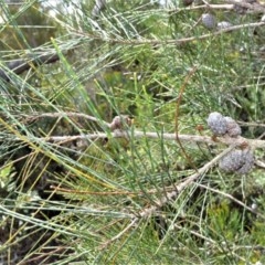 Allocasuarina distyla (Shrubby Sheoak) at Barren Grounds Nature Reserve - 30 Oct 2020 by plants