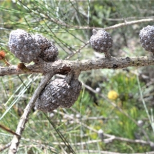 Allocasuarina distyla at Broughton Vale, NSW - 31 Oct 2020