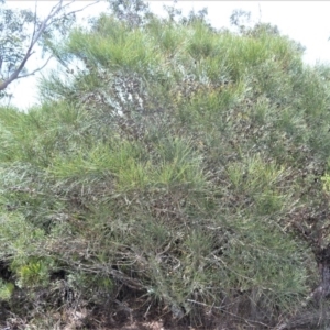 Allocasuarina distyla at Broughton Vale, NSW - 31 Oct 2020