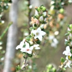 Epacris microphylla (Coral Heath) at Broughton Vale, NSW - 31 Oct 2020 by plants