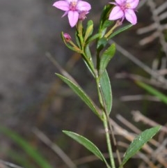 Boronia barkeriana subsp. angustifolia (Barker's Boronia) at Broughton Vale, NSW - 31 Oct 2020 by plants