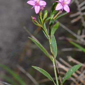 Boronia barkeriana subsp. angustifolia at Broughton Vale, NSW - suppressed