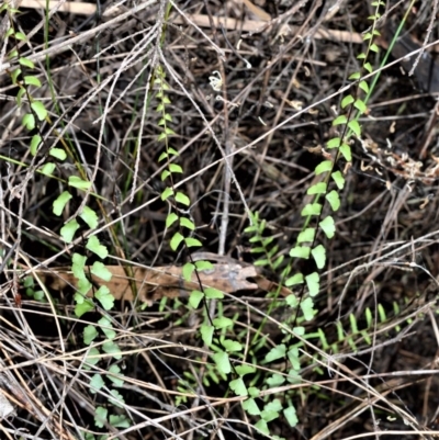 Lindsaea linearis (Screw Fern) at Broughton Vale, NSW - 30 Oct 2020 by plants