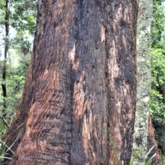 Eucalyptus fastigata at Barren Grounds Nature Reserve - 31 Oct 2020 02:14 AM