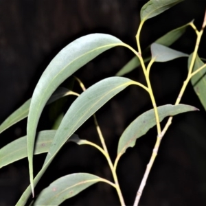 Eucalyptus fastigata at Barren Grounds Nature Reserve - 31 Oct 2020 02:14 AM