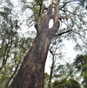Eucalyptus fastigata at Brogers Creek, NSW - 31 Oct 2020