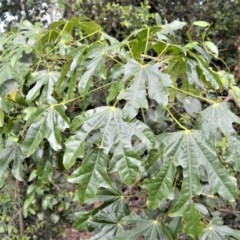 Brachychiton acerifolius (Illawarra Flame Tree) at Brogers Creek, NSW - 31 Oct 2020 by plants