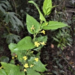 Goodenia ovata (Hop Goodenia) at Brogers Creek, NSW - 30 Oct 2020 by plants