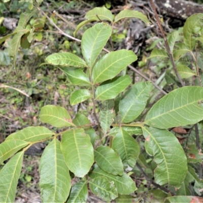 Alectryon subcinereus (Native Rambutan) at Barren Grounds Nature Reserve - 30 Oct 2020 by plants