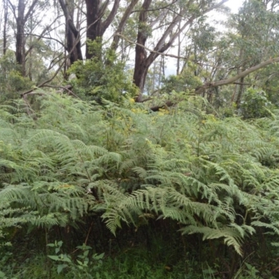 Hypolepis glandulifera (Downy Ground Fern) at Barren Grounds Nature Reserve - 30 Oct 2020 by plants