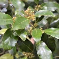 Cryptocarya glaucescens (Bolly Laurel) at Barren Grounds Nature Reserve - 30 Oct 2020 by plants