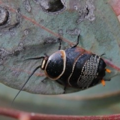 Ellipsidion australe (Austral Ellipsidion cockroach) at O'Connor, ACT - 29 Oct 2020 by ConBoekel