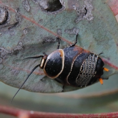 Ellipsidion australe (Austral Ellipsidion cockroach) at Dryandra St Woodland - 29 Oct 2020 by ConBoekel