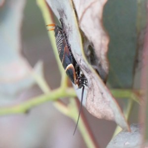 Ellipsidion australe at O'Connor, ACT - 30 Oct 2020 09:38 AM