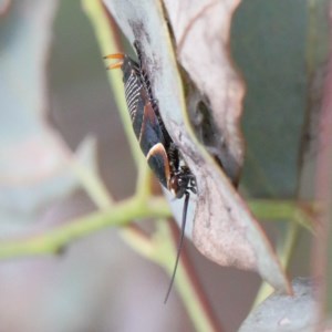 Ellipsidion australe at O'Connor, ACT - 30 Oct 2020