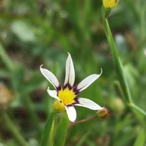 Sisyrinchium rosulatum at Majura, ACT - 30 Oct 2020