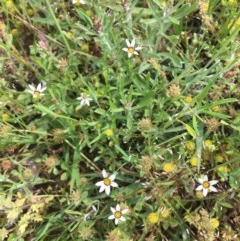 Sisyrinchium rosulatum at Majura, ACT - 30 Oct 2020 02:40 PM