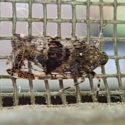 Dipsiathus obscurifrons (Achilid planthopper) at Cook, ACT - 8 Oct 2020 by CathB