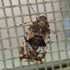 Cixiidae sp. (family) at Cook, ACT - suppressed