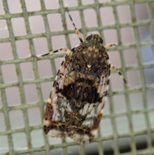 Cixiidae sp. (family) at Cook, ACT - suppressed