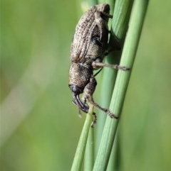 Steriphus murinus (Marsh weevil) at Mount Painter - 8 Oct 2020 by CathB