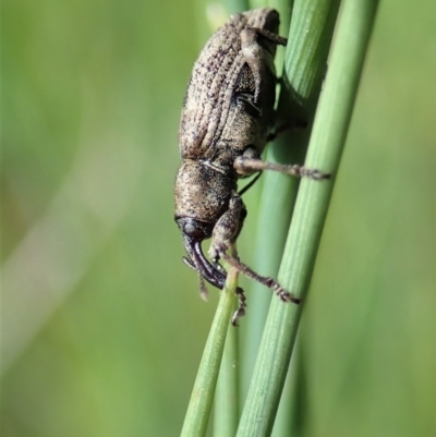 Steriphus murinus (Marsh weevil) at Holt, ACT - 8 Oct 2020 by CathB