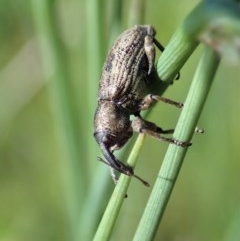 Steriphus murinus at Holt, ACT - 8 Oct 2020