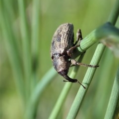 Steriphus murinus at Holt, ACT - 8 Oct 2020