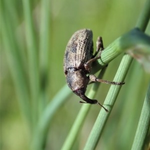 Steriphus murinus at Holt, ACT - 8 Oct 2020