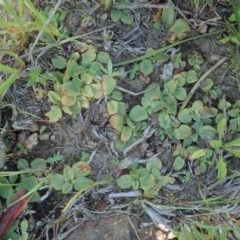 Diplodium sp. (A Greenhood) at Mount Painter - 15 Oct 2020 by CathB