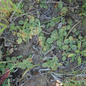 Diplodium sp. at Cook, ACT - suppressed